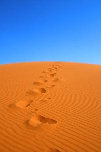 Caminando por el desierto del Sahara — Foto de Stock