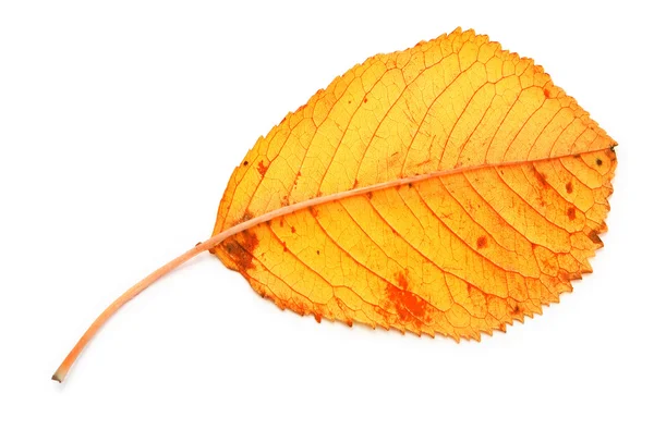 Желтый сухой осенний лист — стоковое фото
