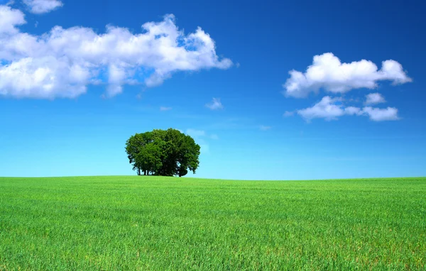 Травяное поле и куча деревьев — стоковое фото