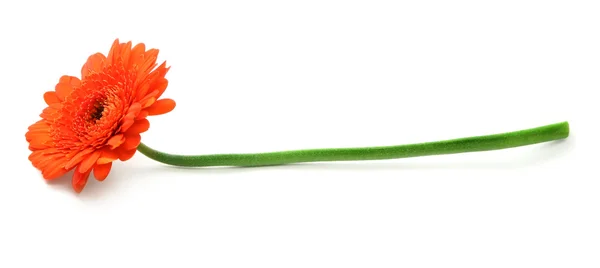Gerbera op witte bloem — Stockfoto