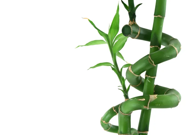 Lucky bamboo op wit — Stockfoto