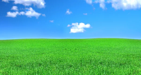 Fredliga gräsmark — Stockfoto