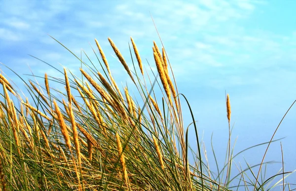 Sunlit rushes moved by wind — Stock Photo, Image