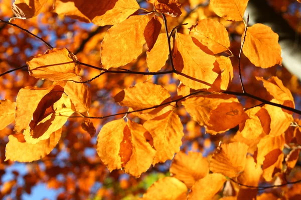 Vivid fall leaves — Stock Photo, Image