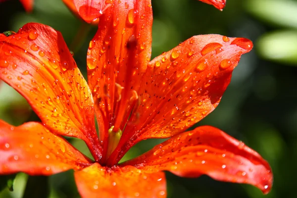Piękny, pomarańczowy kwiat kwitnący — Zdjęcie stockowe