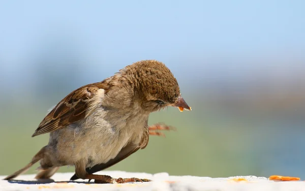 stock image Eating sparrow