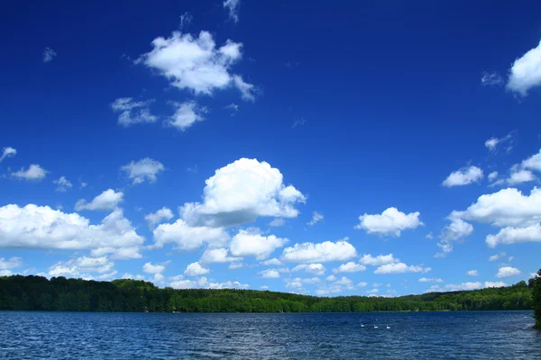 Bord du lac avec ligne d'arbre — Photo