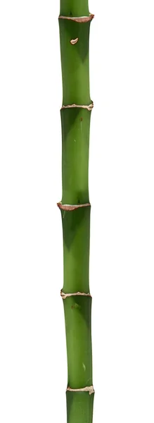 長い竹の棒 — ストック写真