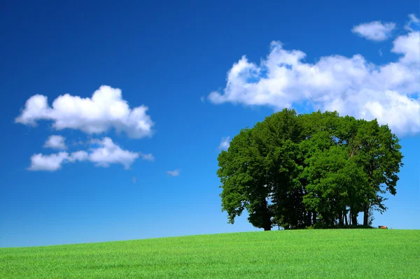 Campo di erba verde e un mucchio di alberi — Foto Stock