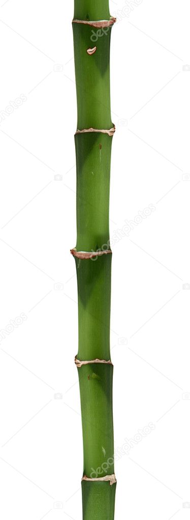 Long bamboo stick
