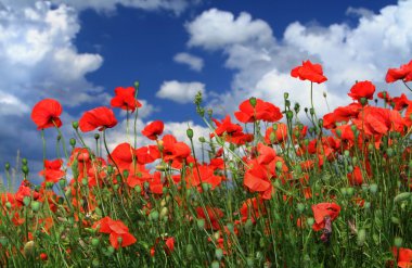 Field of red poppies clipart