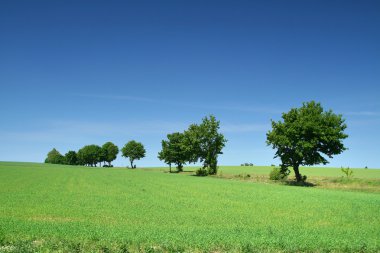 Tree line on the edge of meadow clipart