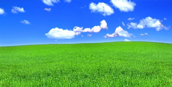 平和的な草地のパノラマ ビュー — ストック写真