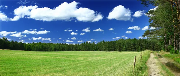 Травяное поле, лес и тропа — стоковое фото