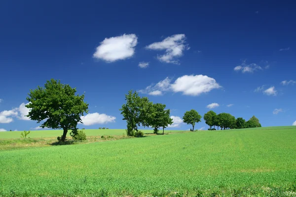 Zalige zomer landschap met boomgrens — Stockfoto