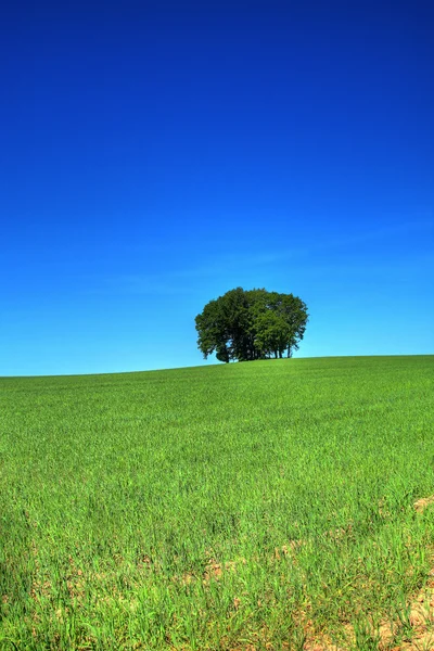 Зеленое травяное поле и куча деревьев — стоковое фото