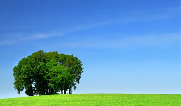 Зеленое травяное поле и куча деревьев — стоковое фото