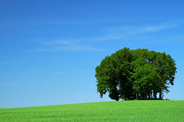 Πεδίο πράσινο γρασίδι και μια δέσμη των δέντρων — Φωτογραφία Αρχείου