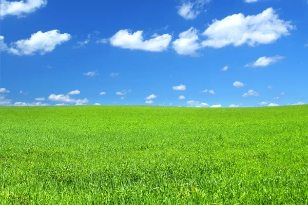Зеленое летнее поле — стоковое фото