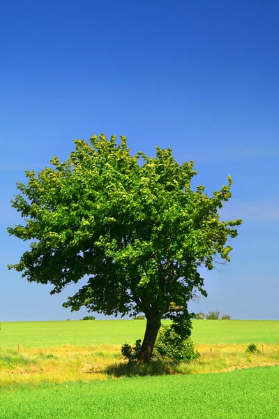 Зеленое травяное поле и одинокое дерево — стоковое фото