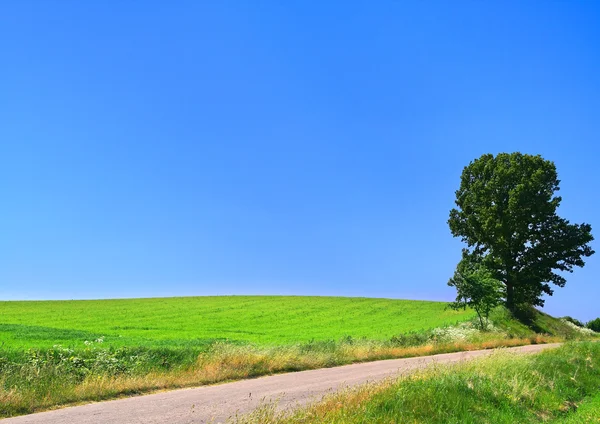 Живописная сельская дорога и одинокое дерево — стоковое фото