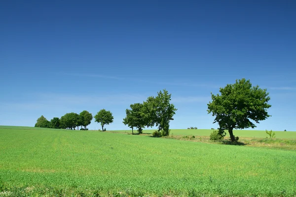 Tree line on the edge of meadow — Stock Photo, Image