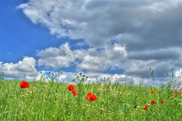 Wild summer meadow — Stock Photo, Image