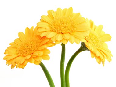 Sarı gerbera çiçekleri