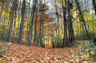 Path in beautiful fall forest clipart