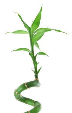 Lucky bamboo against white clipart