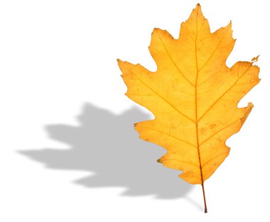 Oak leaf and shadow clipart