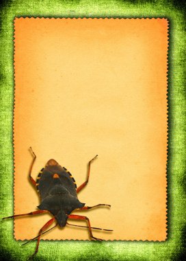 Paper with bed-bug clipart