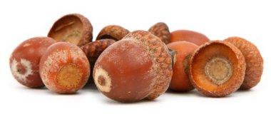 Dry brown acorns clipart