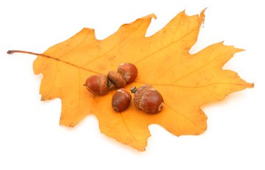 Oak leaf and acorns clipart