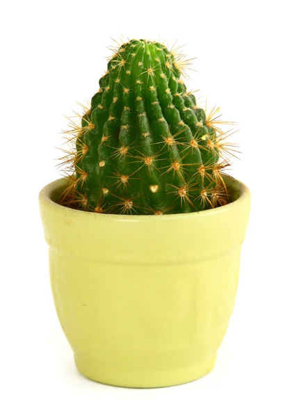 Cactus in de pot — Stockfoto