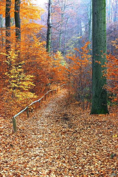 Path in beautiful fall forest, focus set in foreground/on a large tree