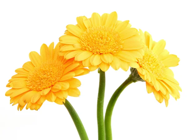 Flores amarillas de gerberas — Foto de Stock