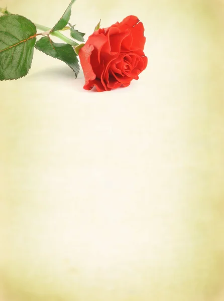 与装饰玫瑰背景 — 图库照片