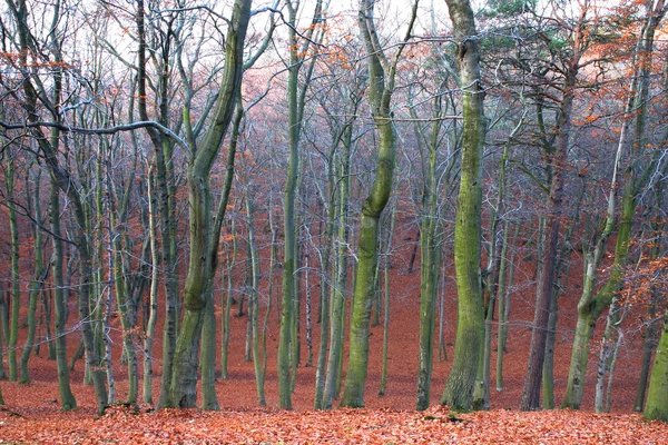 Mystic autumn forest — Stock Photo, Image