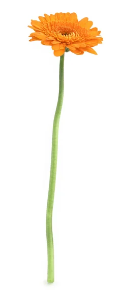 Única flor de gerbera — Fotografia de Stock