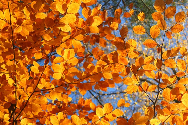 生动的秋天树木 — 图库照片