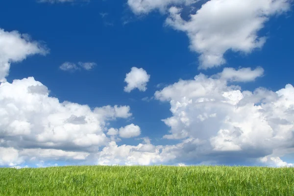 Field with cumulus clouds — Stock Photo, Image