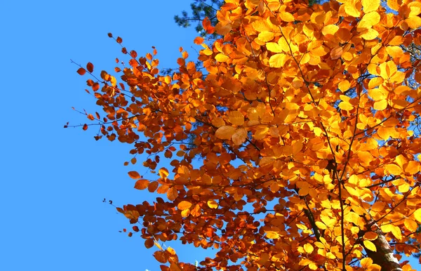 Haut des arbres d'automne vifs — Photo