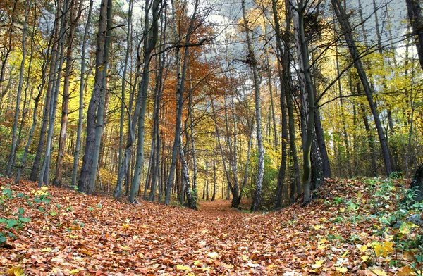 Path in beautiful fall forest — Stock Photo, Image