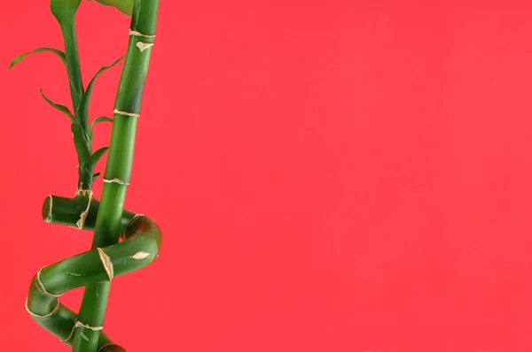 Lucky bamboo achtergrond — Stockfoto