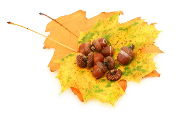 Acorns and leaves — Stock Photo, Image