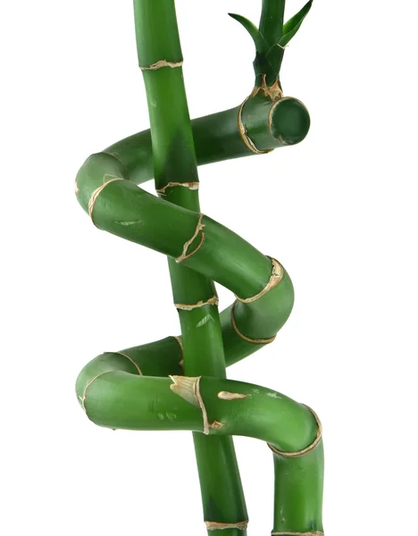 Lucky bamboo against white — Stock Photo, Image