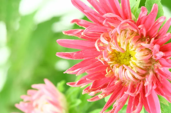 Beautiful bright aster flower — Stock Photo, Image