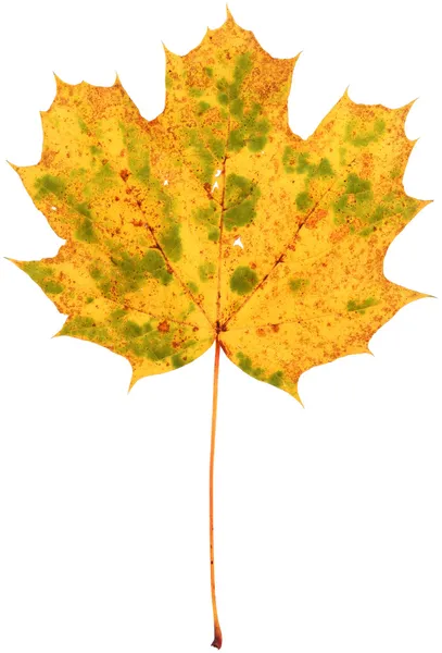 斑点を付けられたカエデの葉を乾燥 — ストック写真