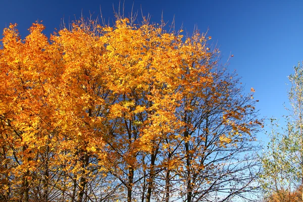 秋天树木 — 图库照片